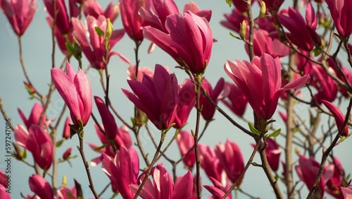 Magnolia flowers blooming close up. Deciduous tree blossoms purple pink buds in spring time. Tender petals in sunlight sway in wind on blue sky background. Named after french botanist Pierre Magnol. photo