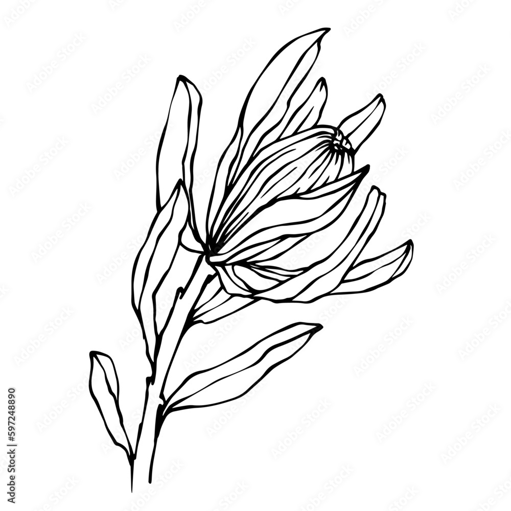 Linear sketch of protea flowers.Vector graphics. Linear sketch of protea flowers.Vector graphics.