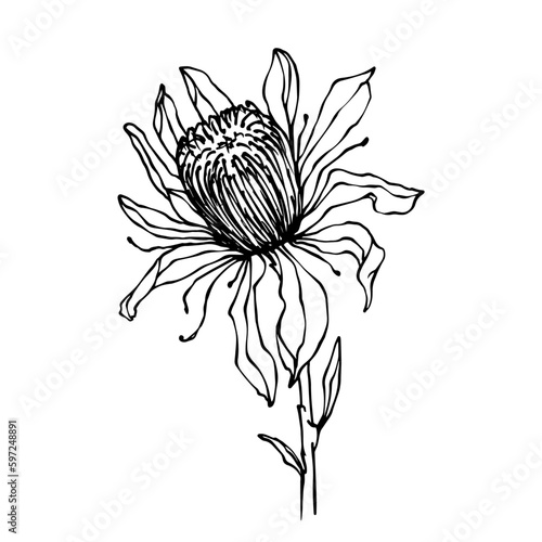 Linear sketch of protea flowers.Vector graphics.