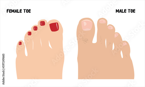 Female and Male Toes, feet Vector illustration on white background 