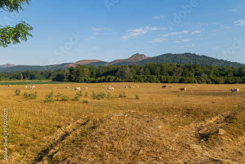 Cows grazing in Pyrenees