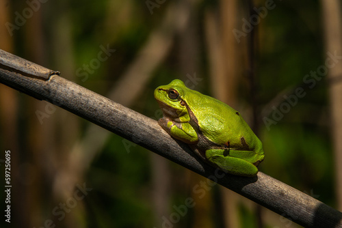 reptile eastern tree frog sits on a reed stalk on a sunny spring day