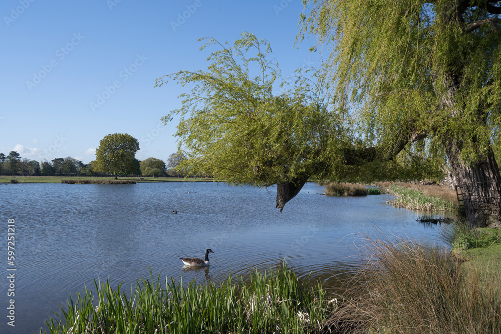 Fototapeta premium Relaxing by the pond on an early spring morning