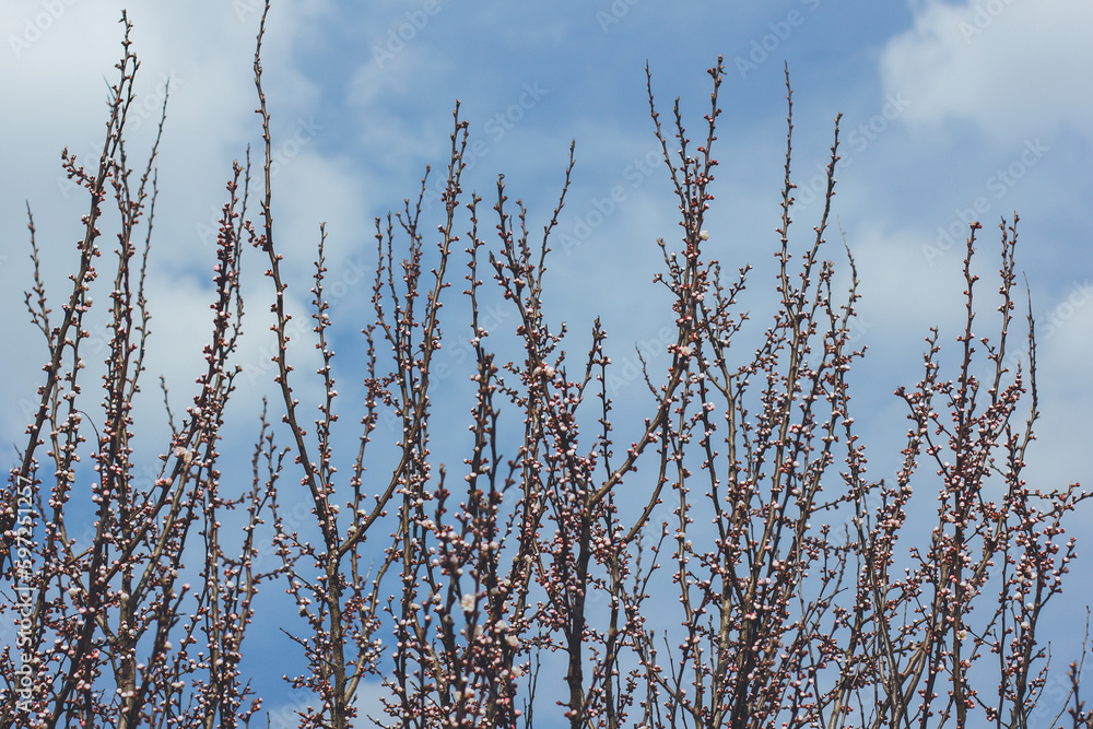 Fototapeta premium Buds on trees in spring. Tree branches against the sky