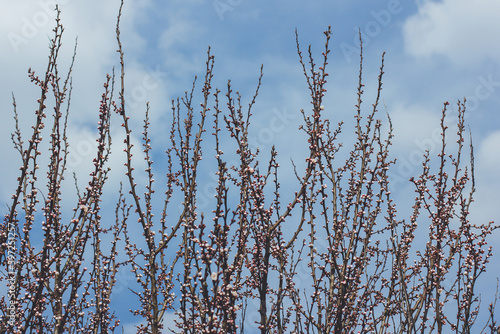 Buds on trees in spring. Tree branches against the sky