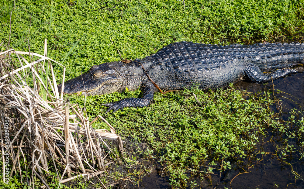 American Alligator basking and swimming in the marsh at Sweetwater wetlands in Gainesville Florida. American Alligator basking and swimming in the marsh at Sweetwater wetlands in Gainesville Florida.