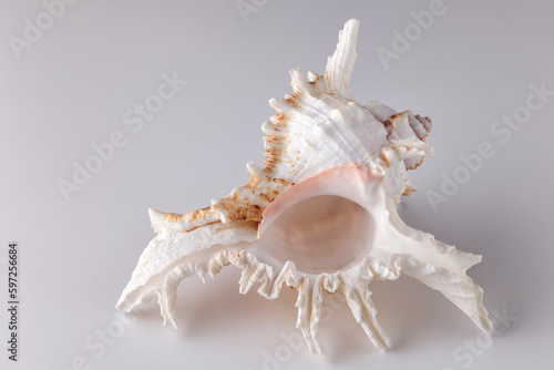very beautiful seashell on a light background
