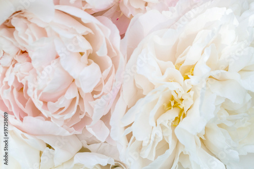 Beautiful aromatic fresh blossoming tender pink peonies texture  close up view. Romantic background