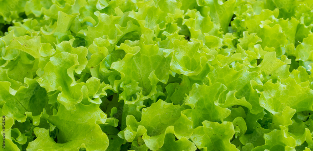 Some fresh green lettuce leaves with copy space Some fresh green lettuce leaves with copy space