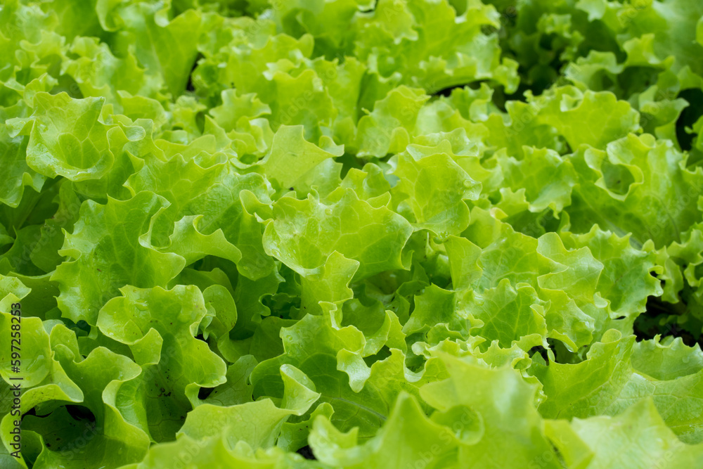 Some fresh green lettuce leaves with copy space Some fresh green lettuce leaves with copy space
