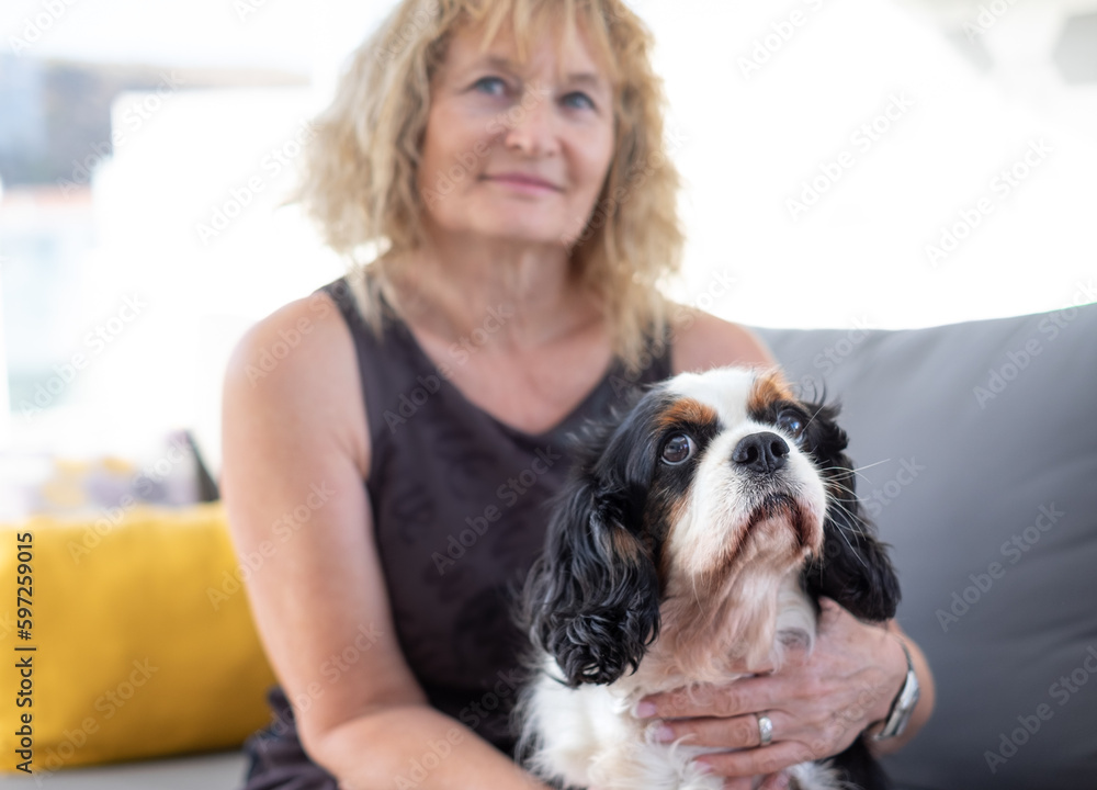Portrait of cute dog cavalier king charles spaniel sitting at home with his female owner Portrait of cute dog cavalier king charles spaniel sitting at home with his female owner