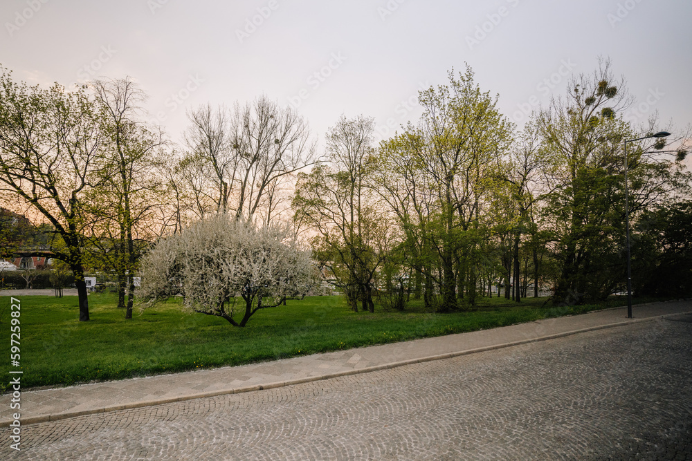 A spring landscape is with flowering apple-trees A spring landscape is with flowering apple-trees