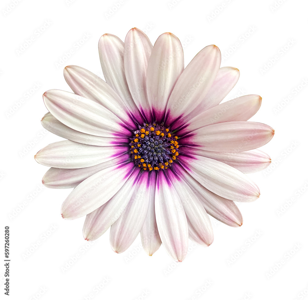 Whie and pink Osteosperumum Flower Daisy Isolated on transparent Background. Macro Closeup. A white Cape Marguerite Daisy flower with purple center isolated on transparent background