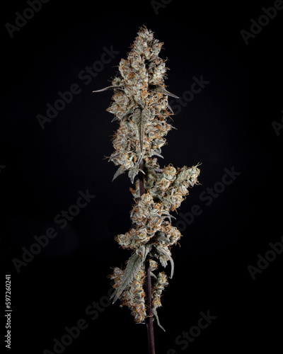 Mature Cannabis Flower by Ryan Wheeler