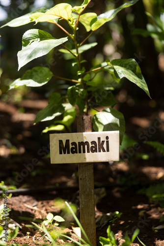 cute little Plant tree sign mamaki at farm