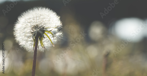 Fluffy Dandelion in sunrise sun close up