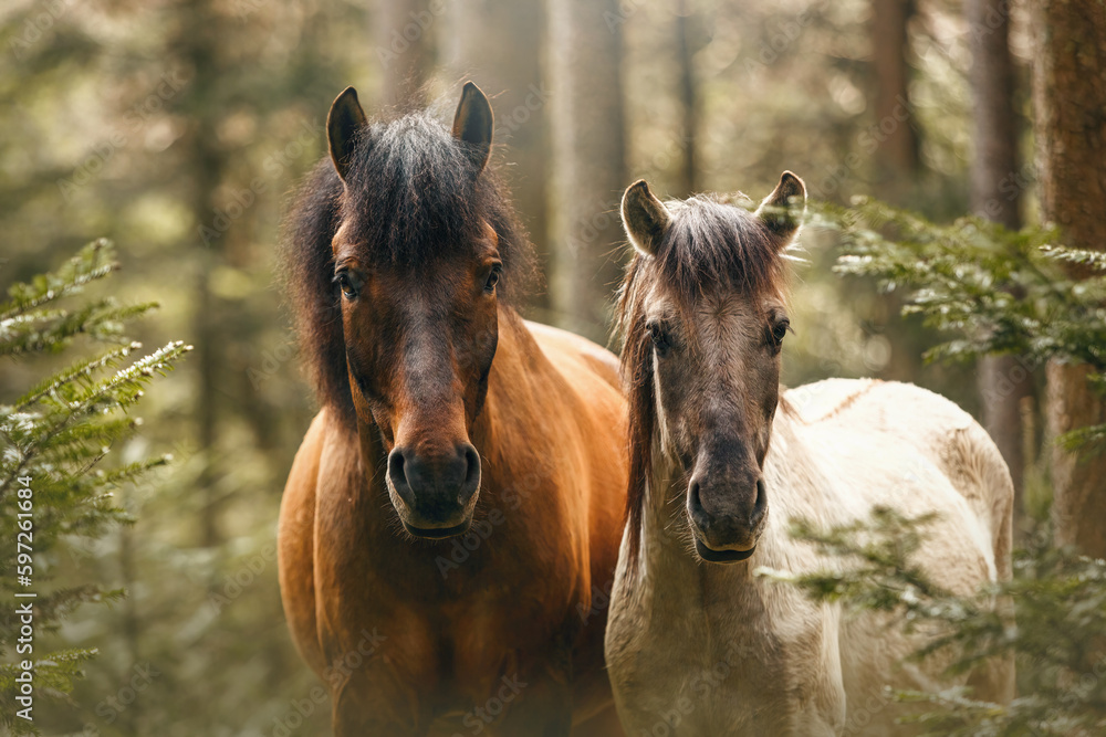 Fototapeta premium Head portrait of an adult huzule pony and a young konik horse in a forest in spring outdoors