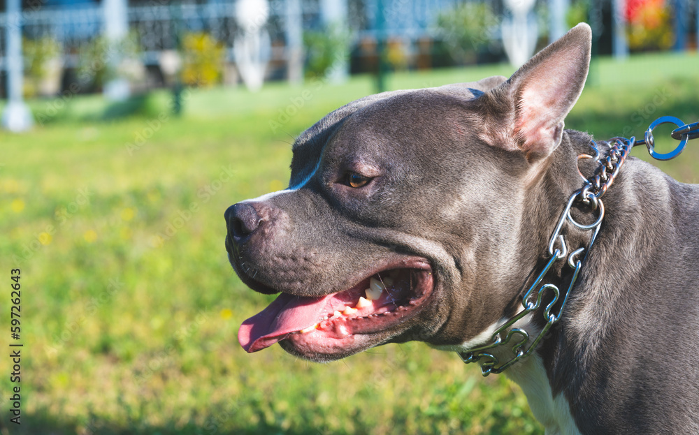 Young American Bully dog on grass
