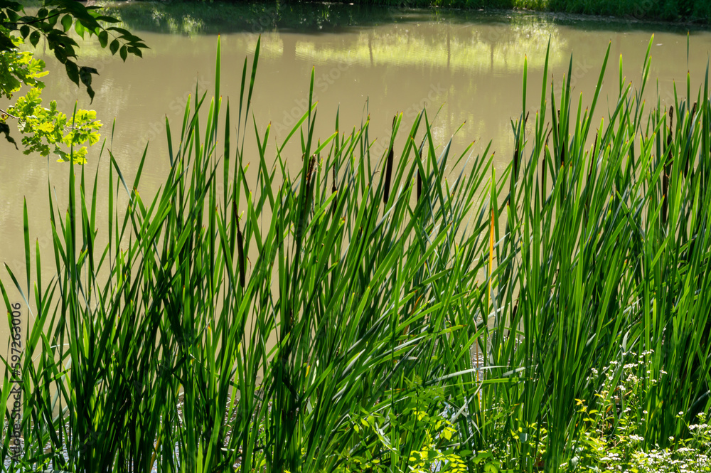 Obraz premium Water plants on the shore of the lake