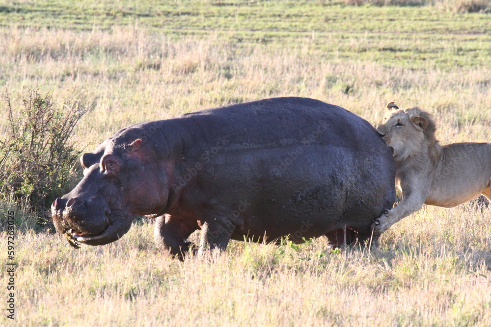 Lion cub chasing young hippo, lions claws in hippos's back Lion cub chasing young hippo, lions claws in hippos's back