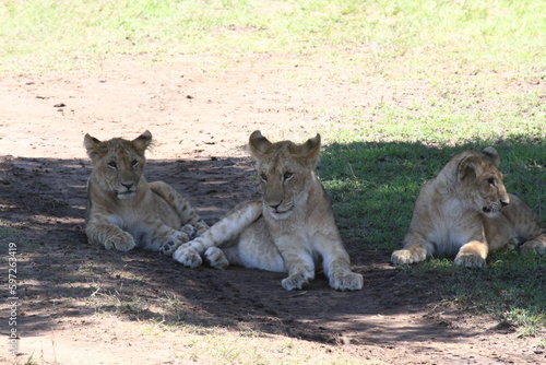 Three grown-up lion cubs resting in the shade of a bush  closeup