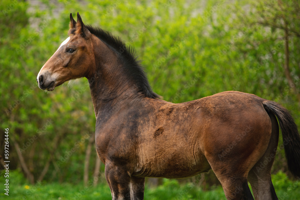 Beautiful young horse