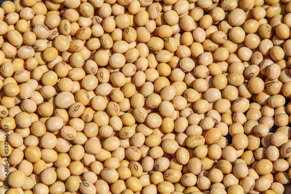 Dried soybean seed, delicious whole grain colorful spices, close-up macro detail, background and texture. Dried soybean seed, delicious whole grain colorful spices, close-up macro detail, background and texture.