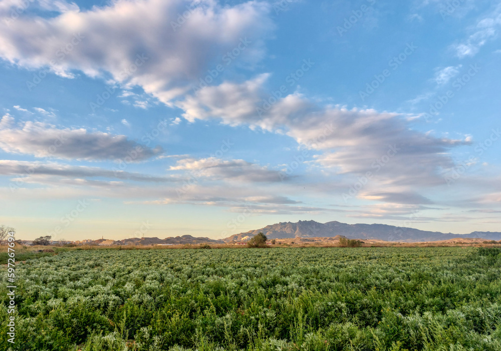 Plantación de hortalizas