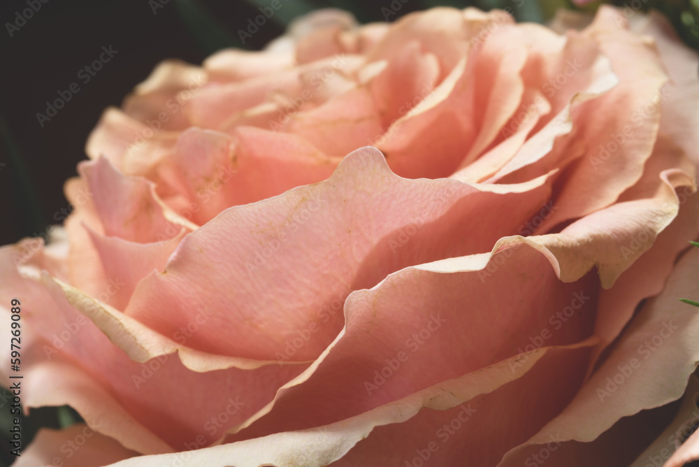 un bellissimo bouquet di fiori con una rosa e tulipani. fiori per le celebrazioni o poremiazioni