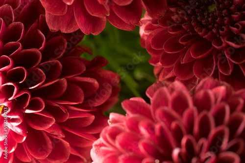 splendidi crisantemi di colore rosso vivo  un bel fiore rosso simmetrico