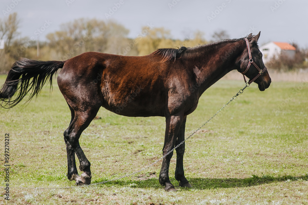 A beautiful brown horse, a stallion walks, grazes in a meadow with green grass in a pasture, nature in sunny weather. Animal photography, portrait, wildlife, countryside. A beautiful brown horse, a stallion walks, grazes in a meadow with green grass in a pasture, nature in sunny weather. Animal photography, portrait, wildlife, countryside.
