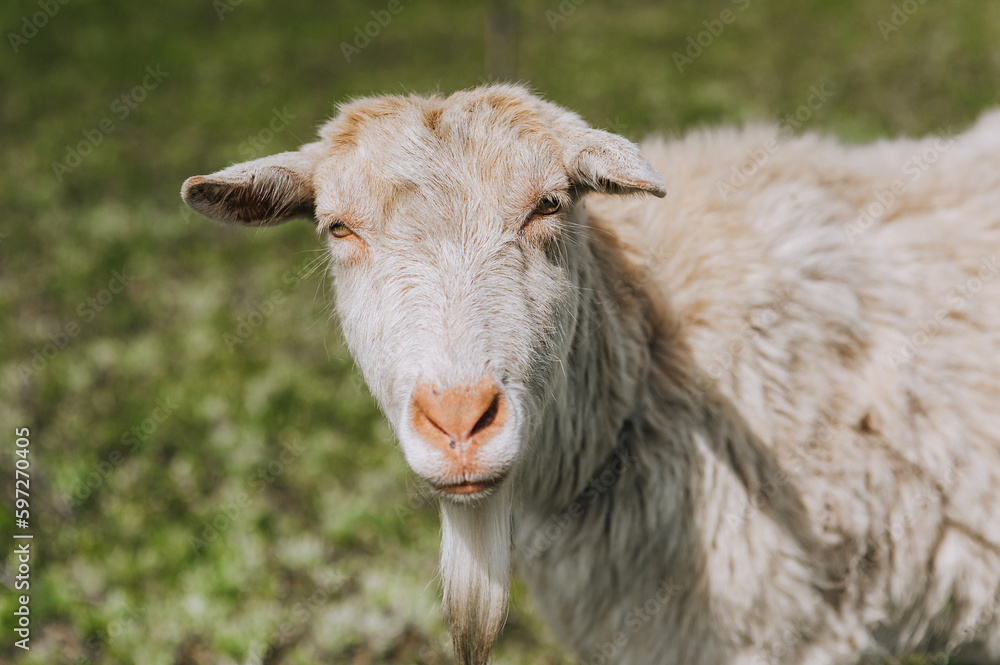 Photography, close-up portrait of the head of a white curly bearded goat in a pasture, meadow. Animal in nature, pet. Photography, close-up portrait of the head of a white curly bearded goat in a pasture, meadow. Animal in nature, pet.