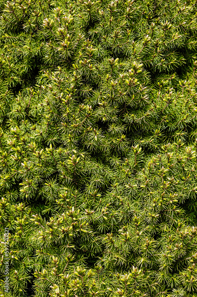Background, texture of a beautiful coniferous green tree, a bush of conica. Nature photography, plant close-up in the botanical garden. Background, texture of a beautiful coniferous green tree, a bush of conica. Nature photography, plant close-up in the botanical garden.