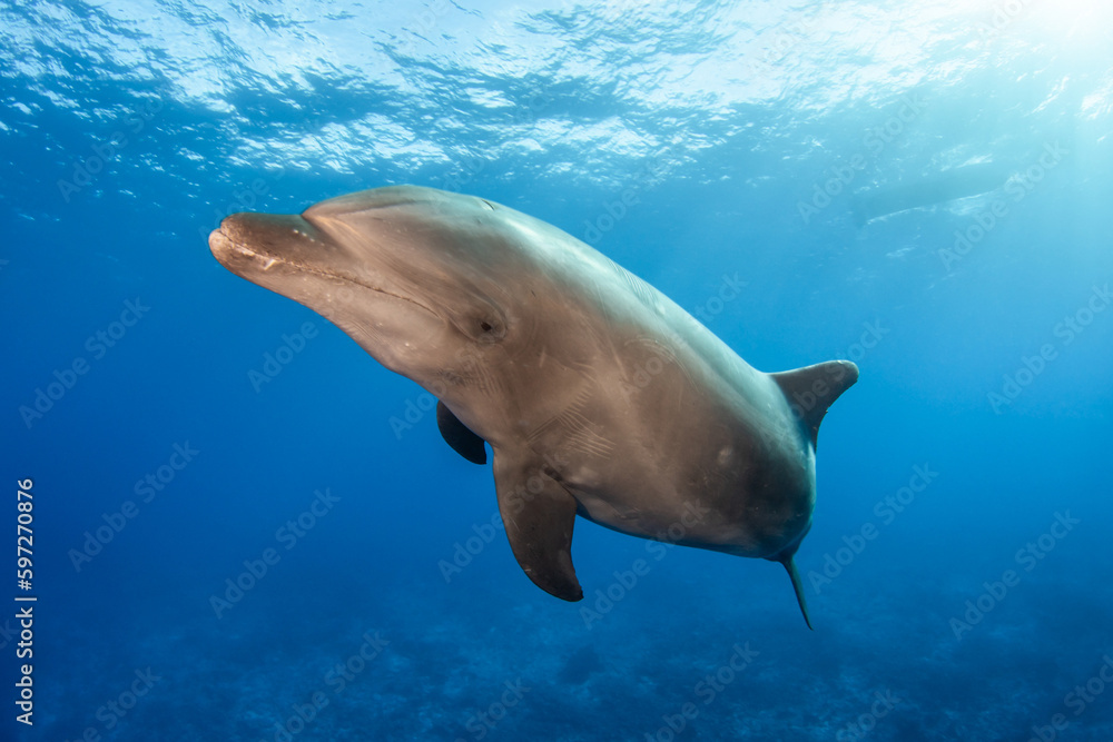 Fototapeta premium Bottlenose dolphin, French Polynesia