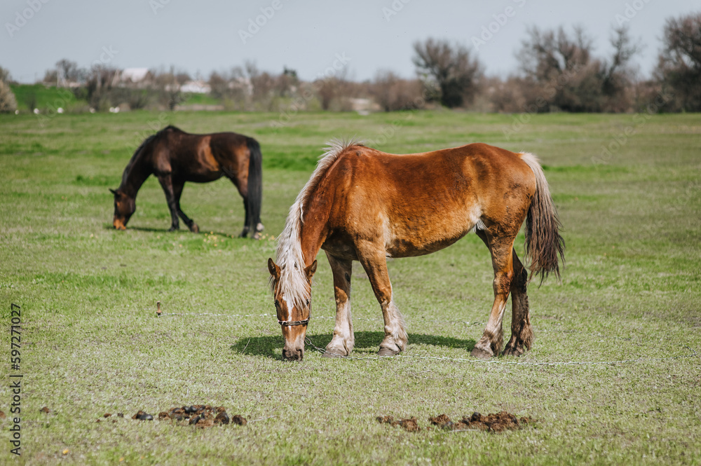 Beautiful brown horses graze in the meadow at the farm, eating green grass. Animal photography, portrait, nature. Beautiful brown horses graze in the meadow at the farm, eating green grass. Animal photography, portrait, nature.