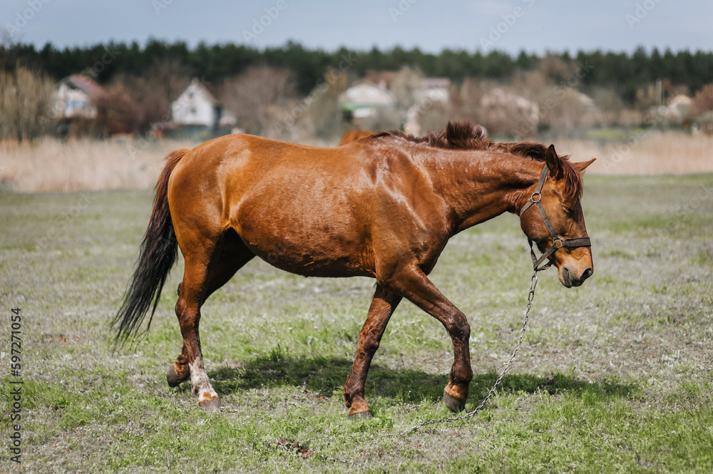 Fototapeta premium Beautiful young strong brown horse, stallion walks, grazes in a meadow with green grass in a pasture, nature. Animal photography, portrait, wildlife, countryside.