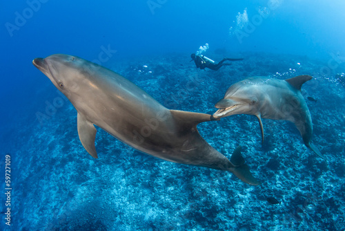 Bottlenose dolphin  French Polynesia