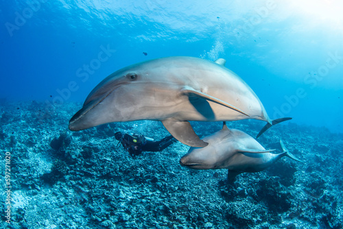 Bottlenose dolphin, French Polynesia © Tropicalens