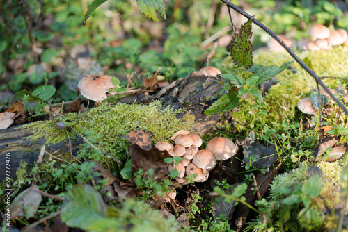 unedible Poisonous mushroom group (belonging to Inocybe genus) on forest floor macro. known as torn fibercap or split fibercap, wild mushrooms from Ukraine Nature park Beremytske Chernihiv Oblast