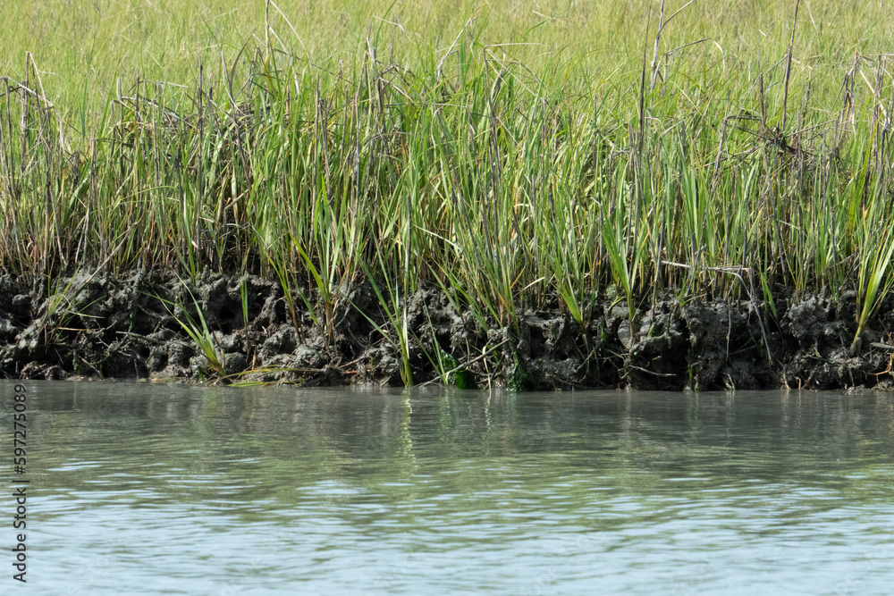 Obraz premium soft mud of clay and earth held together by the roots of semi aquatic grasses and reed plants in a fresh water river delta ecosystem