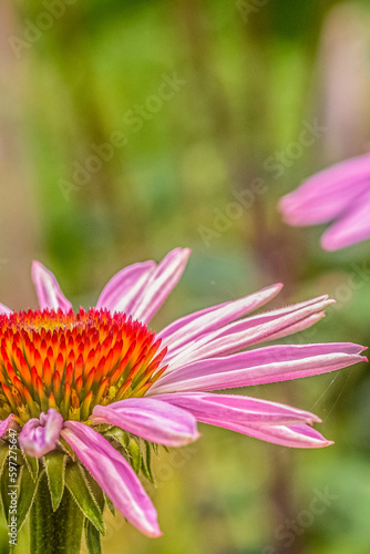 Echinacea flower close-up on a summer day. concept of medicinal plants. Blurred background photo