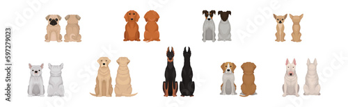 Dogs of Different Breeds Sitting Pose Front and Back Vector Set