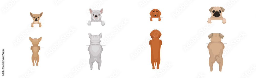 Dogs of Different Breeds Standing on Hind Legs Front and Back Vector ...