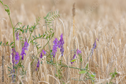beautiful modest corn field with vetch flowers