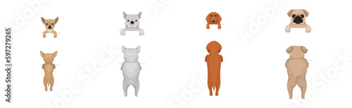 Dogs of Different Breeds Standing on Hind Legs Front and Back Vector Set © Happypictures