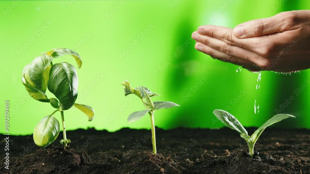 Farmer Hand Water Green Sprout Farmer Hand Water Green Sprout