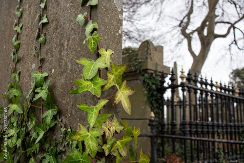 Canvas Print ivy-covered gravestone