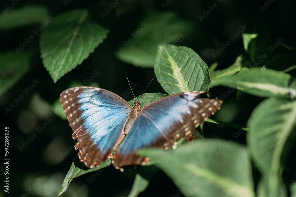 Naklejka premium Blauer Morphofalter
