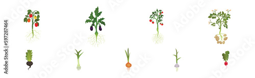 Fresh Vegetables with Rootstock and Top Leaves Vector Set