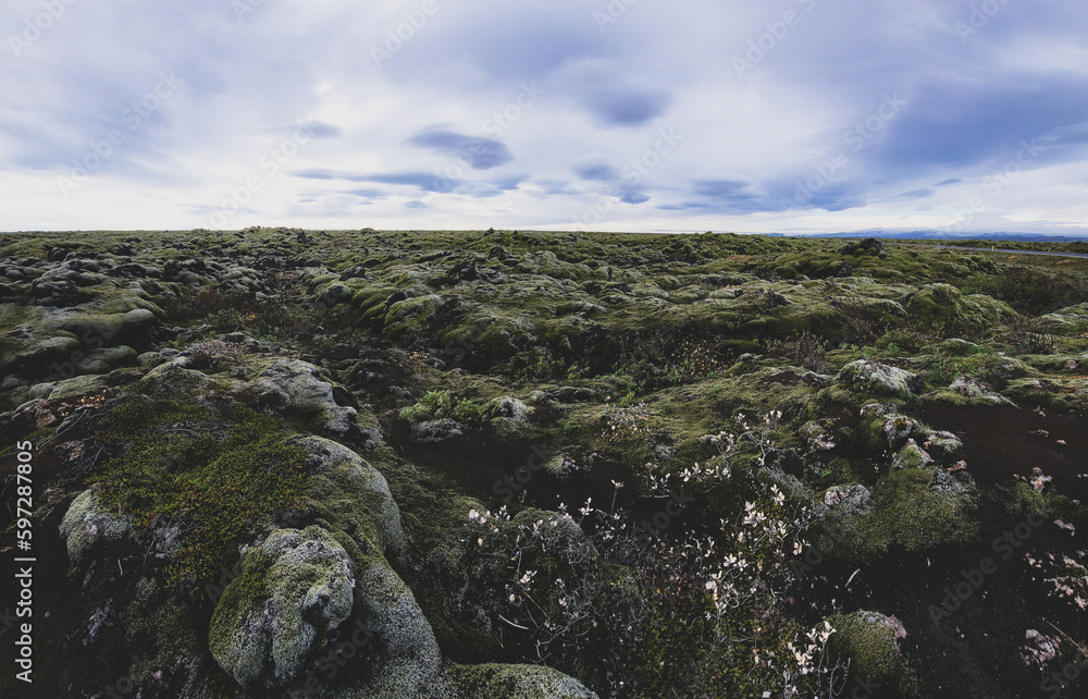 mossy landscape on a lava field in iceland